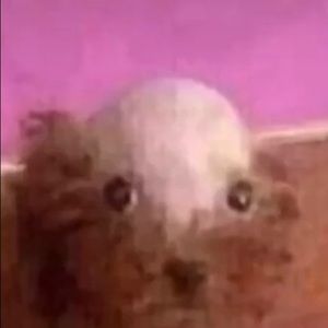 Meet your Posher, Dan